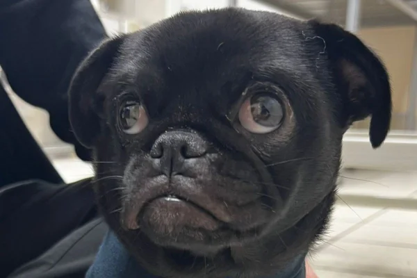 Foto colorida de um cachorro de pelagem preta - Metrópoles