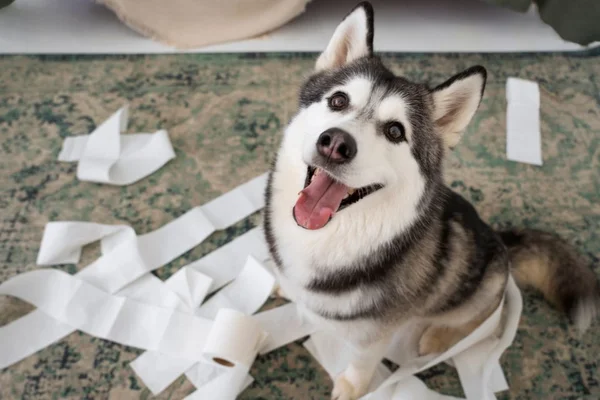 Entenda o hábito prejudicial dos cães de revirar e comer lixo