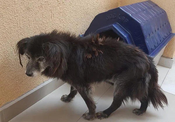 Mulher encontra cão desaparecido há 10 anos e acha os donos