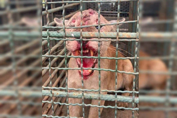Vídeo: PM resgata onça que atacou e matou carneiro em chácara do DF