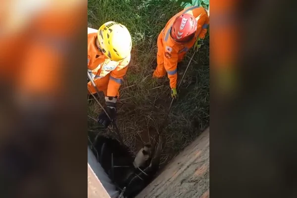 Tamanduá-bandeira é resgatado pelos bombeiros em casa abandonada em MG