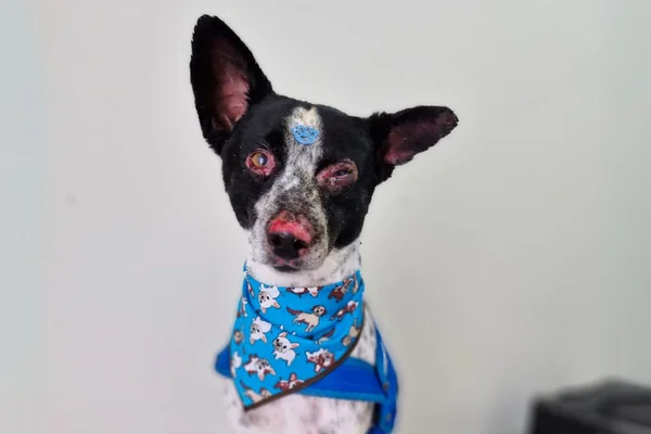 Imagem de um cachorro ferido