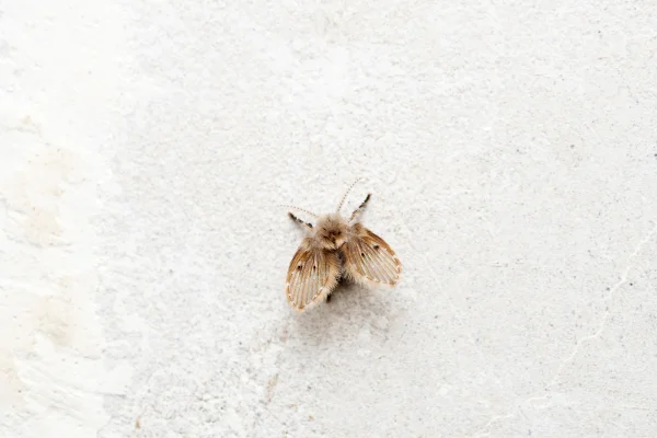Imagem mostra mosquinha de banheiro de perto - Metrópoles