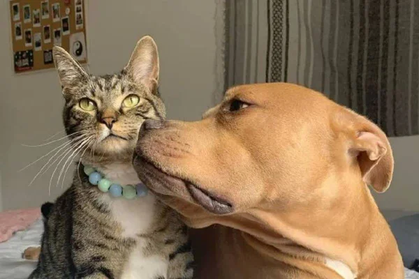 foto de pitbull caramelo com gato malhado