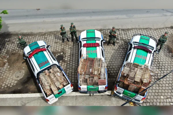 PMMG apreende 71 canários-da-terra vivos e 4 mortos em Teófilo Otoni - destaque galeria