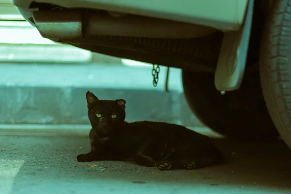 gato de rua