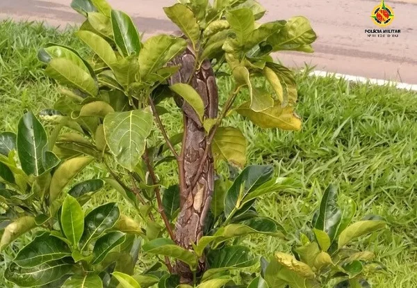 PMDF captura cobra em via pública do Recanto das Emas