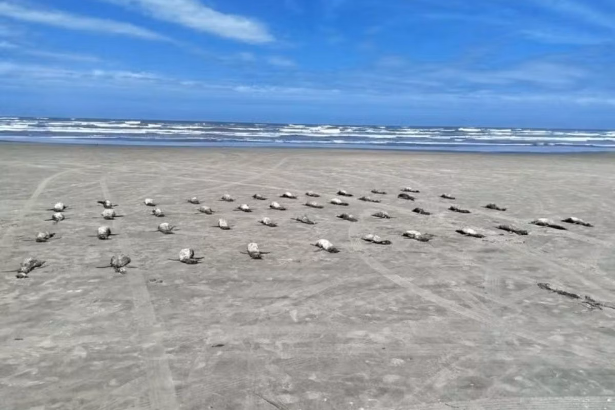 Imagem colorida mostra pinguins mortos na praia. Metrópoles