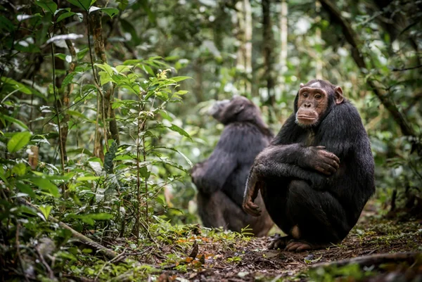 Chimpanzés na floresta - Metrópoles