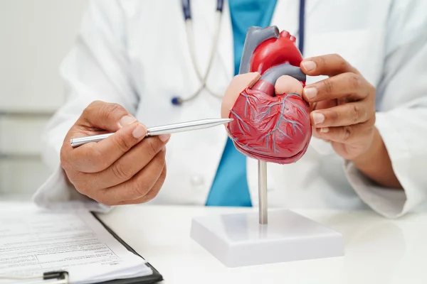 Foto colorida de coração humano - Síndrome do coração partido: conheça a doença que simula um infarto - Metrópoles