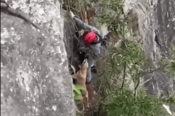 Bombeiros de SP fazem rapel para resgatar cão preso em pedreira
