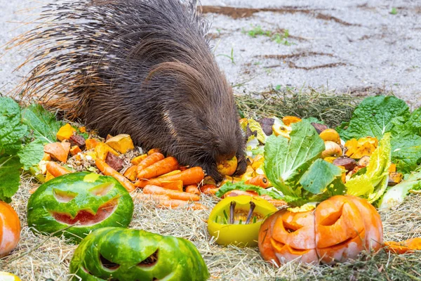 Zoológico de SP terá programação especial de Halloween neste fim de semana