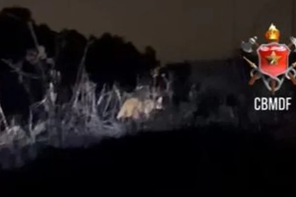 Lobo-guará é flagrado em área atingida por incêndio no Parque Nacional