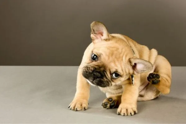 Cachorro com pulga - metropoles