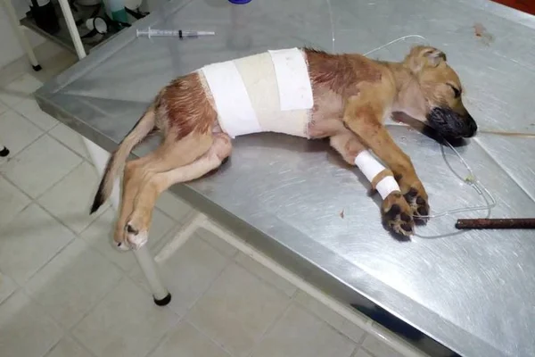 Mulher joga cachorro do segundo andar após discutir com o companheiro