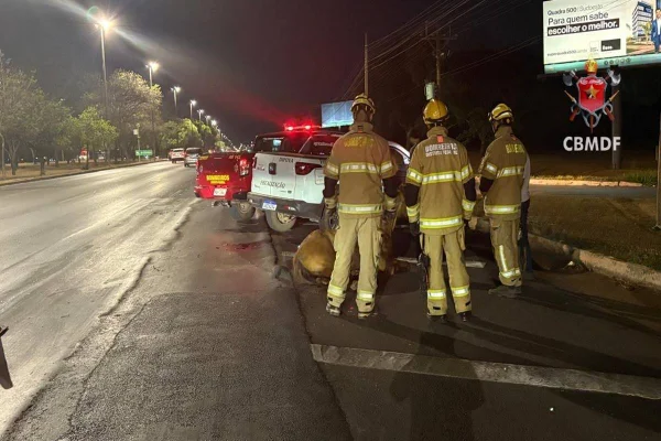 Bombeiros cavalo atropelado Epia Norte