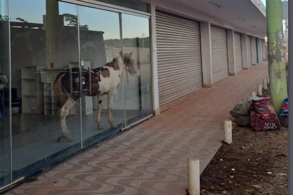 Cavalo em loja, ovelha de vestido e cachorros em jaula. Entenda a confusão que terminou na DP