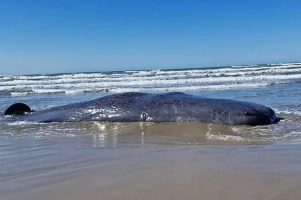 Baleia morta encalhada na beira da praia