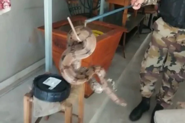 Jiboia resgatada por PM