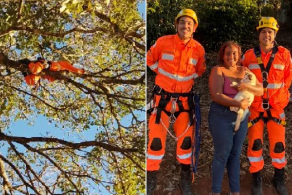 Salvamento de gato em MG