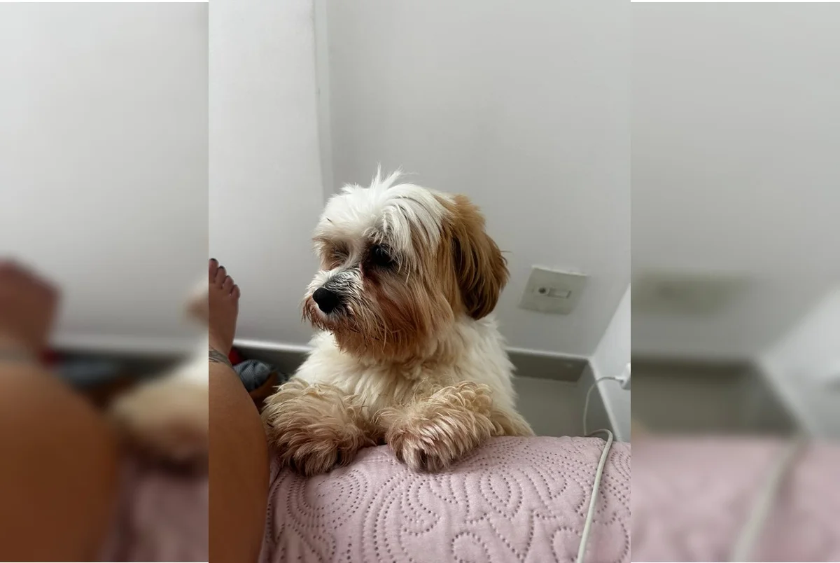 Onde está Sushi? Família procura por cachorro que fugiu em Taguatinga - imagem 1 Onde está Sushi? Família procura por cachorro que fugiu em Taguatinga - imagem 1