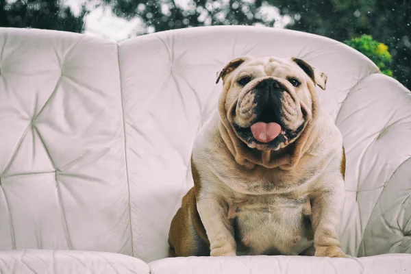 Cachorro com sobrepeso