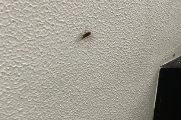 Infestação de baratas em abrigo para crianças e adolescentes em vulnerabilidade social em Florianópolis