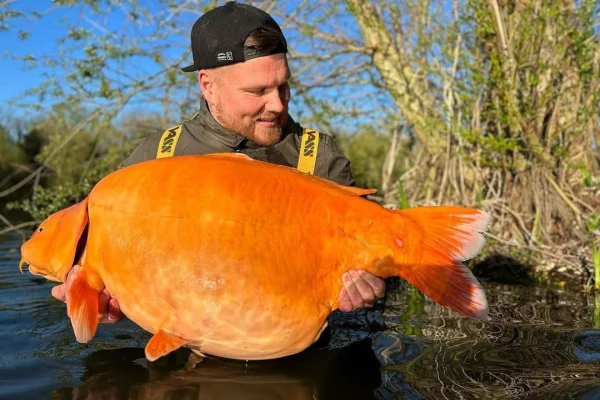 Imagem colorida de maior peixe-dourado do mundo nos braços de pescador