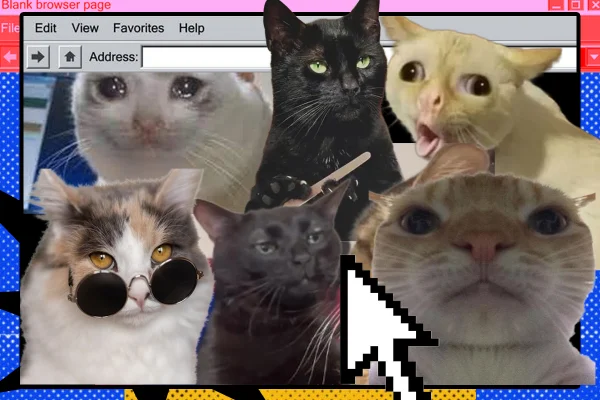 Gatos em alta: como eles viraram fenômenos pop e memes da internet
