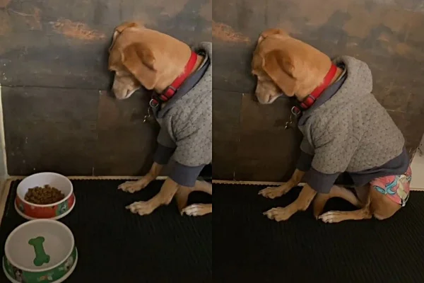 Na montagem temos duas fotos de uma cachorra caramelo encostada na parede de cabeça baixa