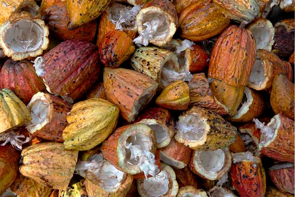 Para experimentar: vem aí o chocolate com apenas dois ingredientes