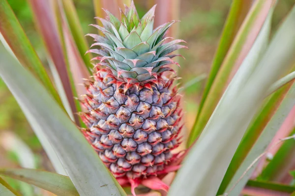 Imagem colorida de um ananás plantado - Metrópoles