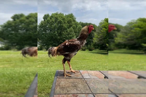 Galo índio gigante posa