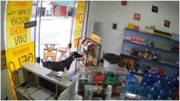 Vídeo. Bode invade loja e furta salgadinho: “Escolheu o de churrasco”