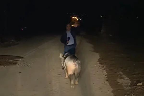 Vídeo. Porco persegue e tenta morder repórter ao vivo em jornal