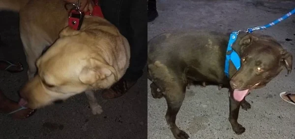 Após denúncias de maus-tratos, cachorros são resgatados pela PM