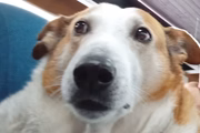 As fotos de Silveira já viraram meme nas redes sociais