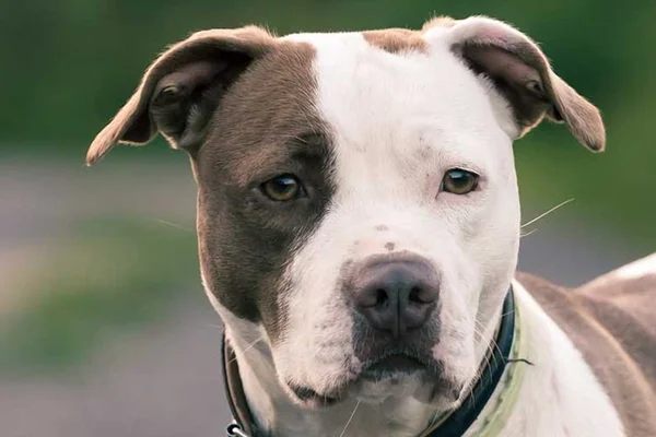 Criança vítima de ataque de pit-bull segue em estado grave na UTI