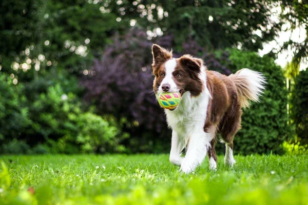 Cinco dicas infalíveis para adestrar seu cachorro