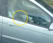 Mas não foi apenas isso: o motorista estava recebendo sexo oral de uma mulher