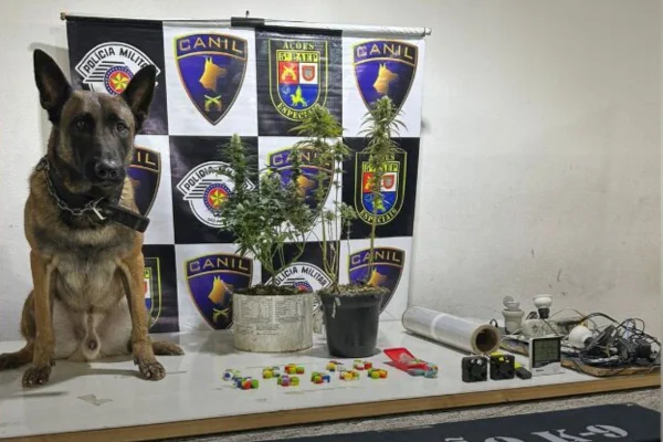 Imagem colorida mostra Thor, cão farejador da PM, que encontrou uma estufa de drogas dentro de uma comunidade - Metrópoles