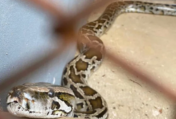 foto de cobra em jaula