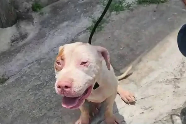 Imagem colorida mostra Pittbull do marido da influenciadora Gabriely Araújo - Metrópoles
