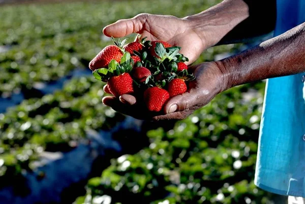Confira a programação da 24ª Festa do Morango de Brazlândia