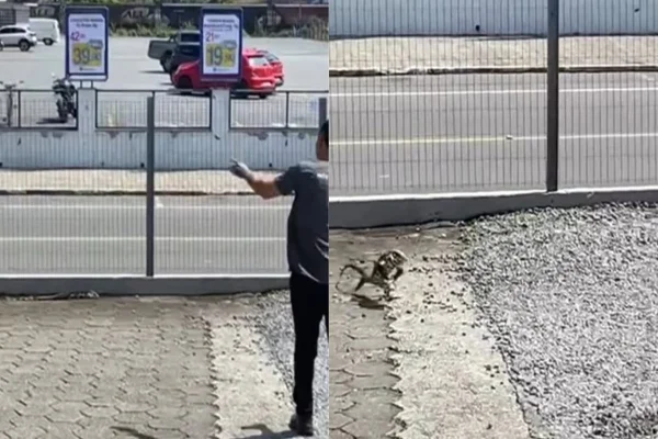 Imagem colorida, lagarto em pé - Metrópoles