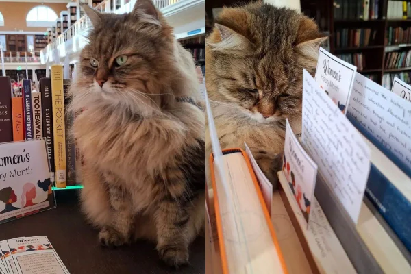Gato vira suporte emocional para universitários na biblioteca