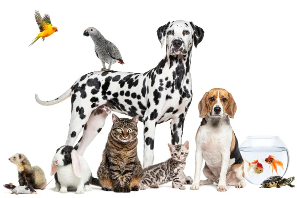 foto colorida de animais de estimação