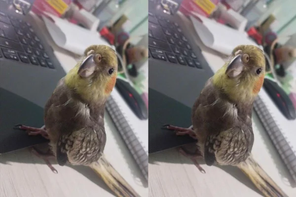 Calopsita mandou mensagens no WhatsApp - print do TikTok