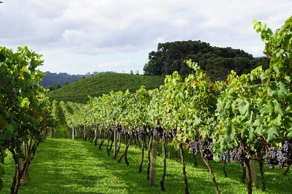 Brasil na Rota: experimente os sabores do Vale dos Vinhedos