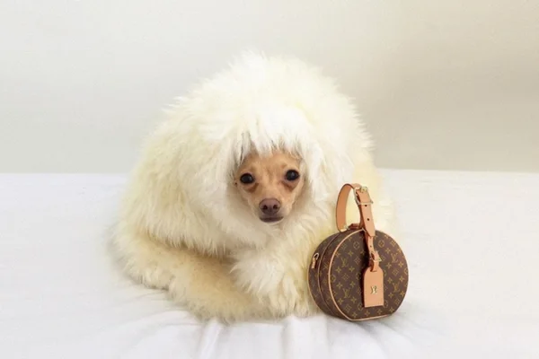 Boobie Billie, a cadela fashionista